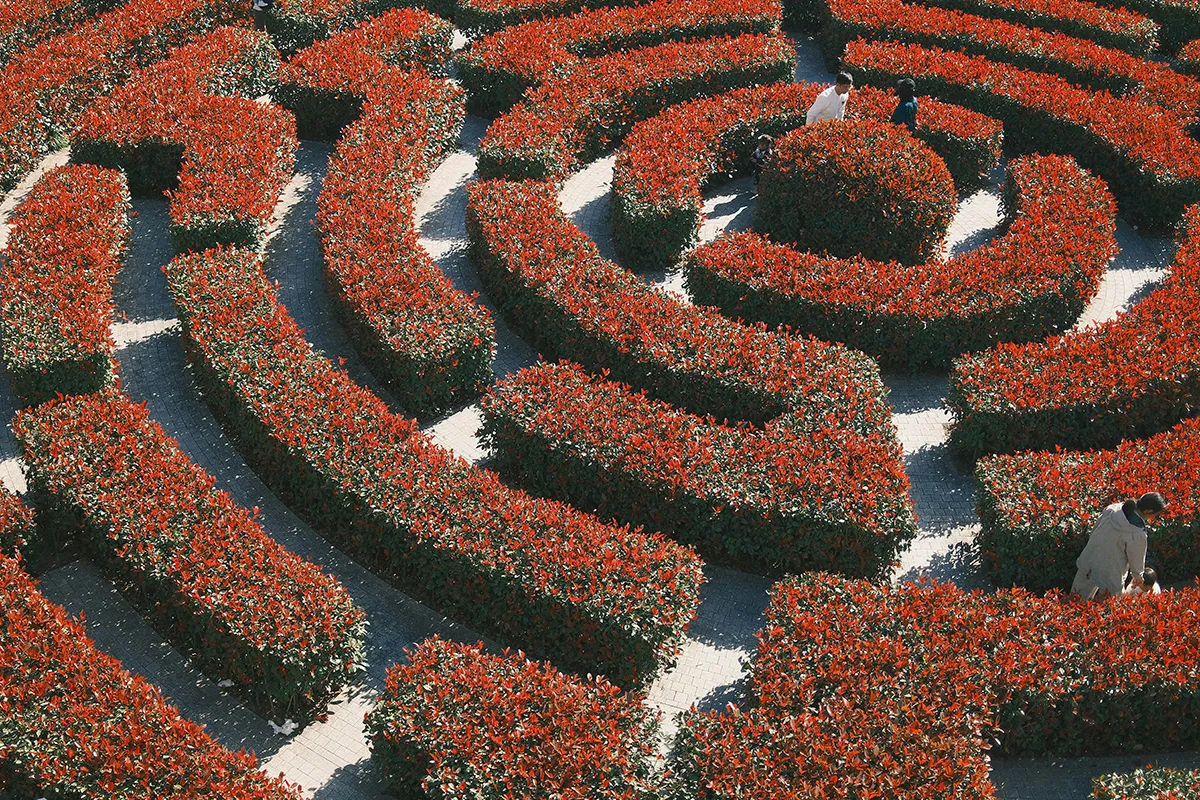 An aerial view of a hedge maze