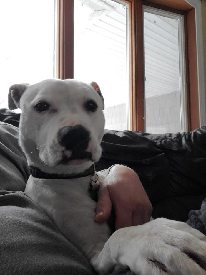 Maddi, Matthew's deaf Boxer-Pit mix, on the couch